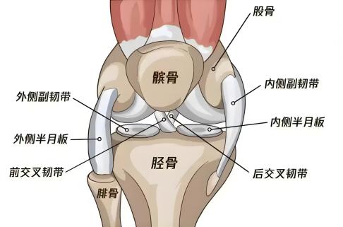 5.27&ldquo;我愛(ài)膝&rdquo;特別企劃    &mdash;&mdash;膝關(guān)節(jié)磁共振：為您的&ldquo;人體軸承&rdquo;做一次高清體檢